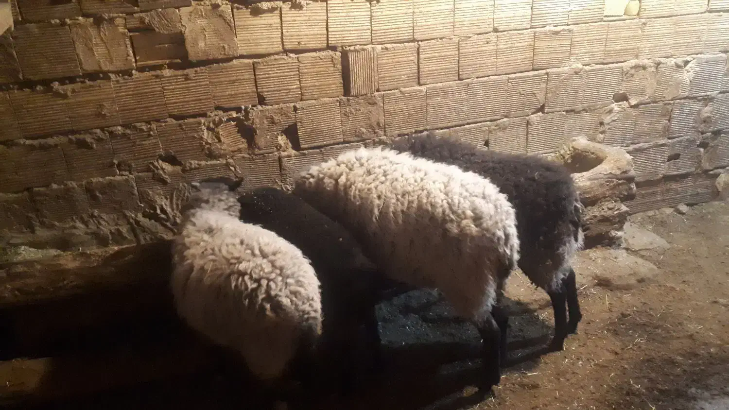 گوسفند رومانوف و مهربانی اصیل|حیوانات مزرعه|سنندج, |دیوار