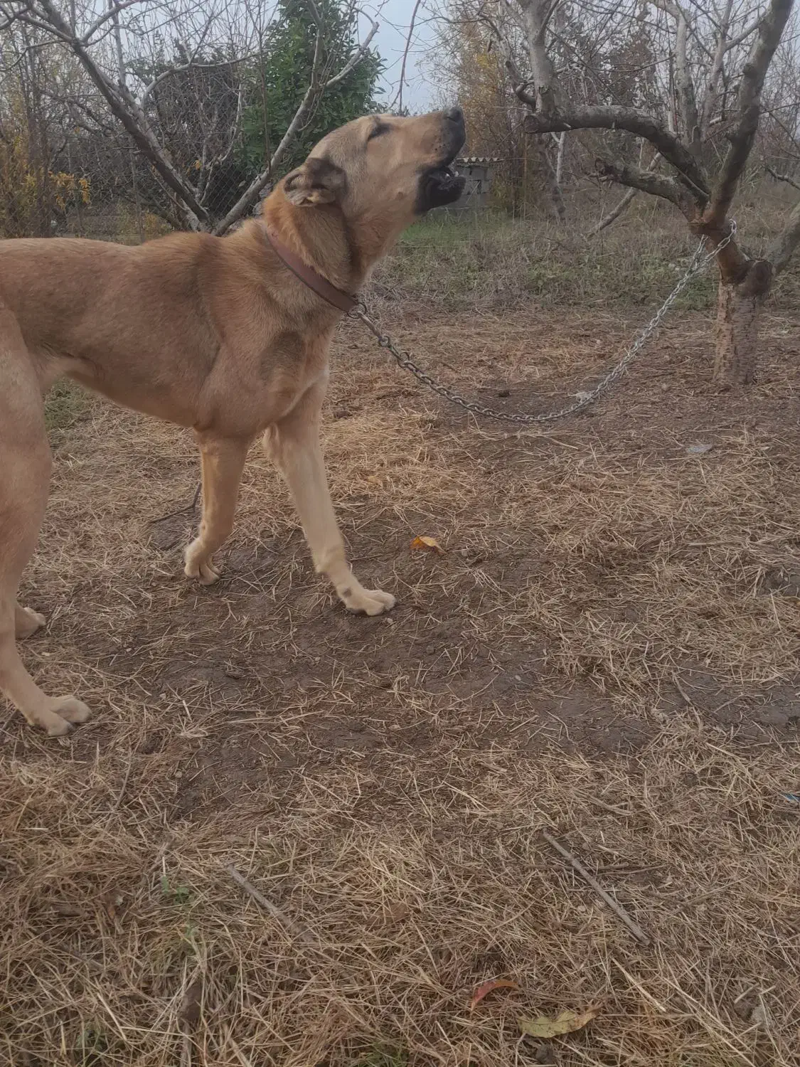 سرابی ماده|سگ|نکا, |دیوار