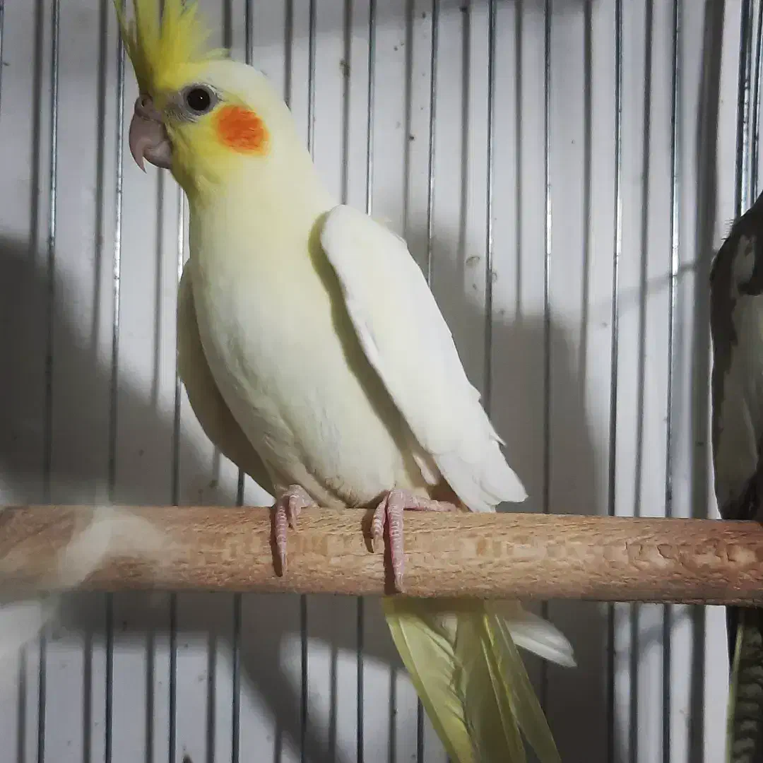 عروس هلندی|پرنده|نسیمشهر, |دیوار