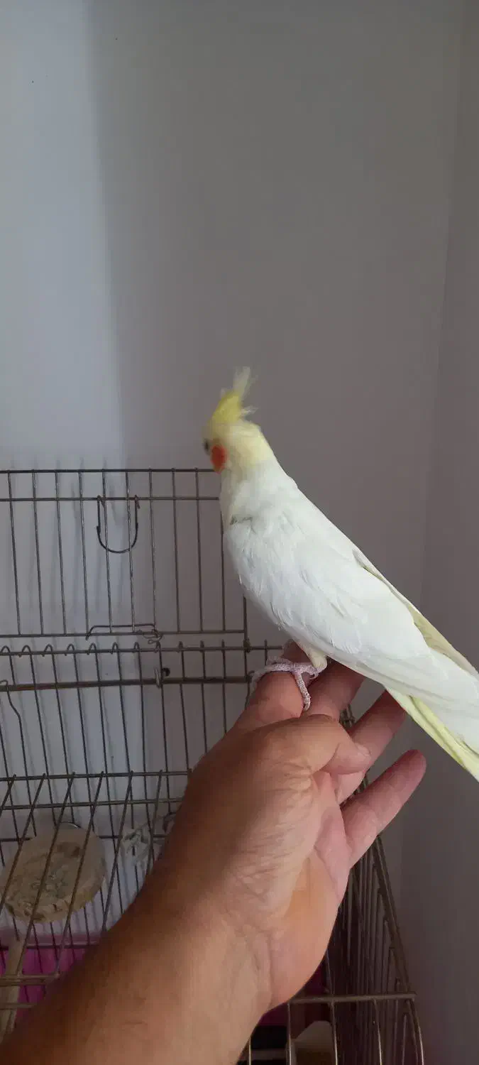 انگشتر نقره|بدلیجات|صفادشت, |دیوار