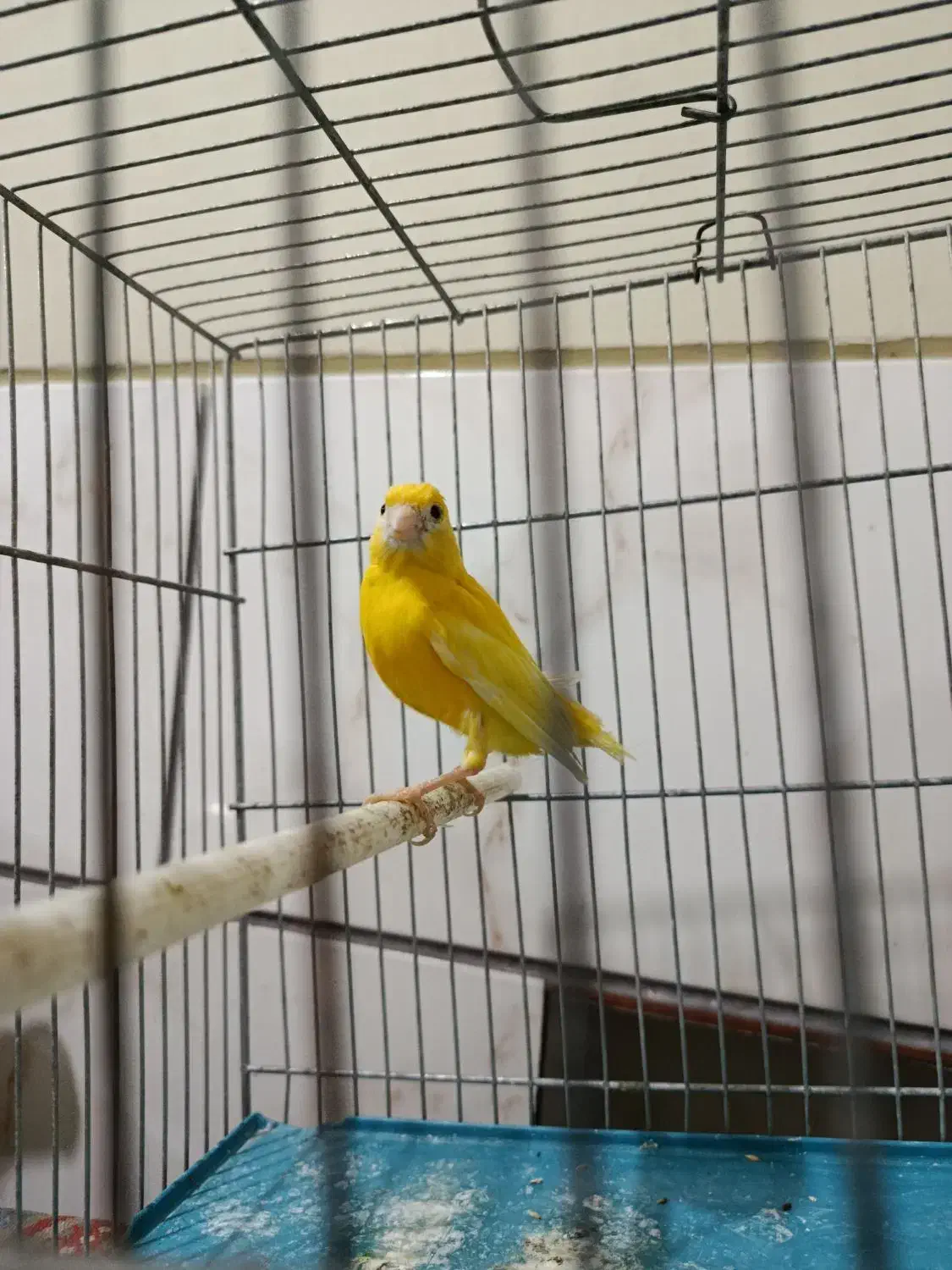 قناری ماده طلایی|پرنده|شیراز, پودنک|دیوار