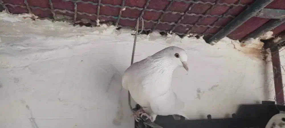 کبوتر فروشی|پرنده|سیرجان, |دیوار