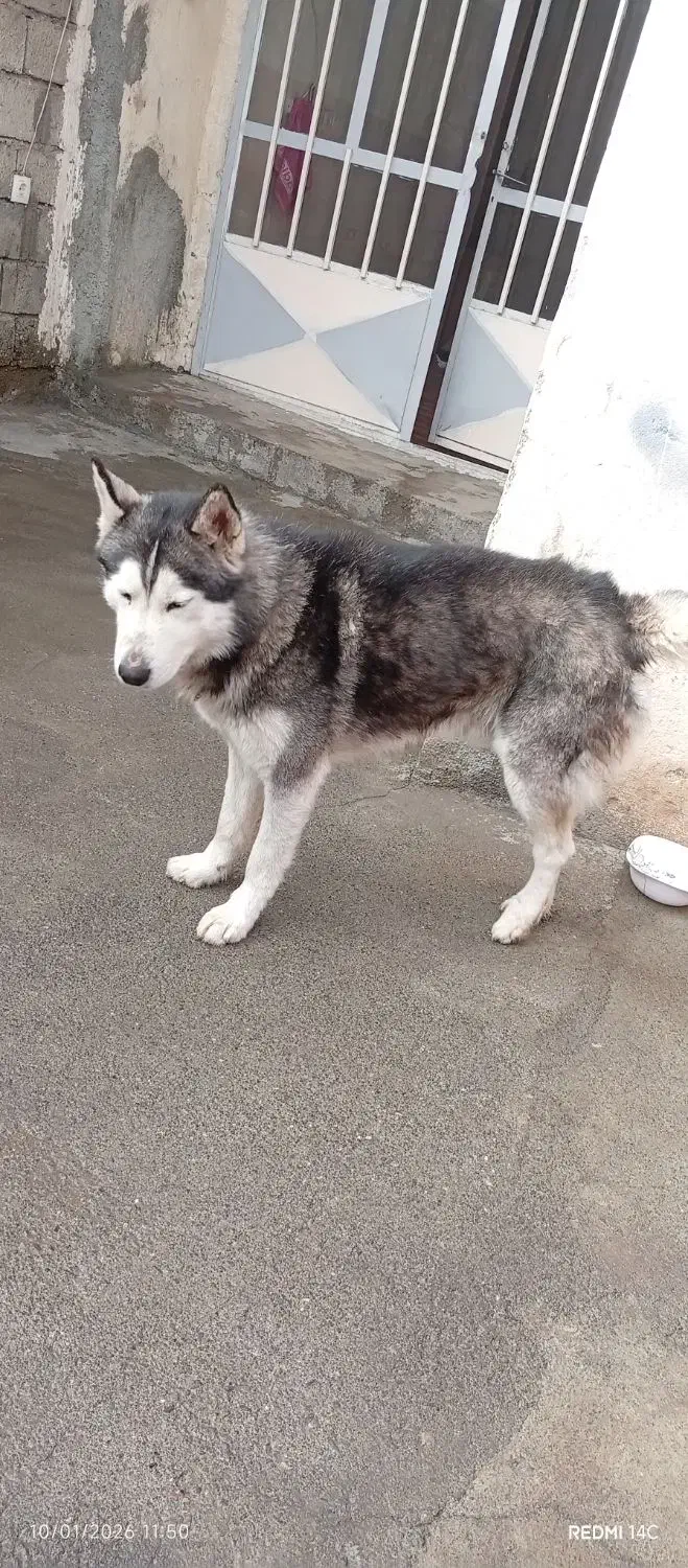 سگ گمشده|حیوانات|نقده, |دیوار