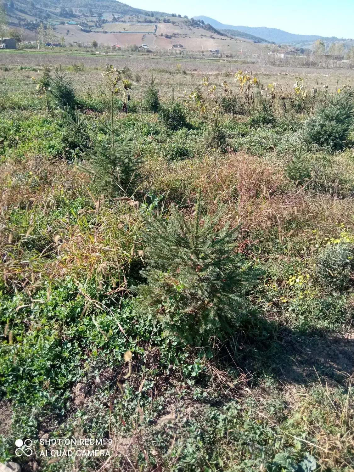 خدمات. فروش نهال کاج نئول ۴۰۰ اصله یک متری|گل و گیاه طبیعی|کیاسر, |دیوار