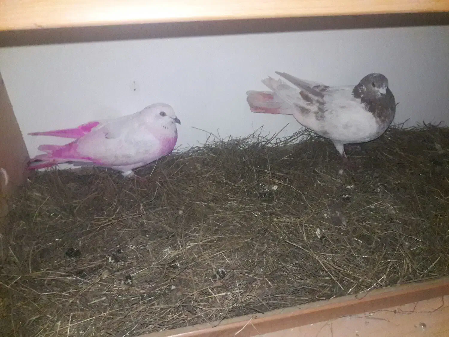 یک جفت طوقی نر وماده|پرنده|ویلکیج, |دیوار