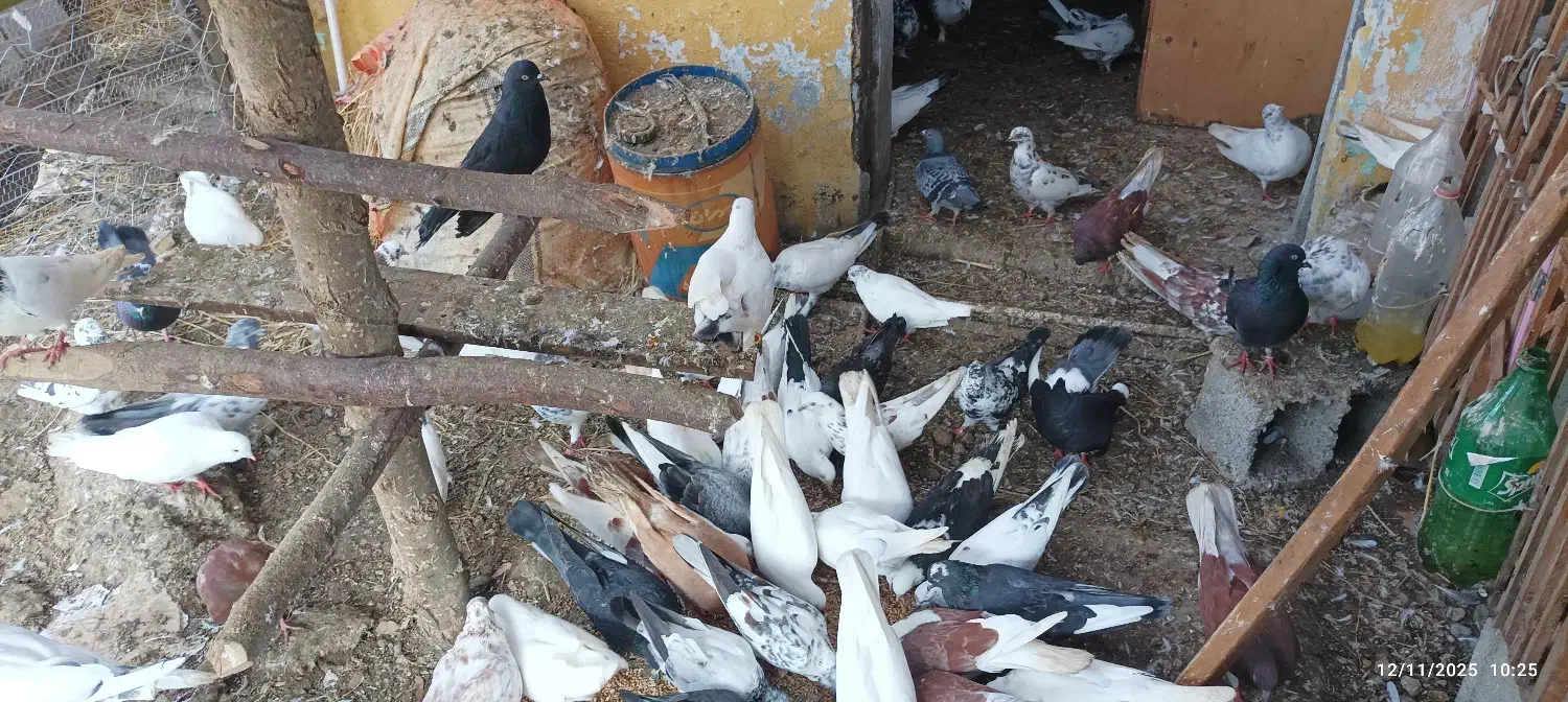 کبوترپرشی تهران وکاشان|پرنده|پرهسر, |دیوار