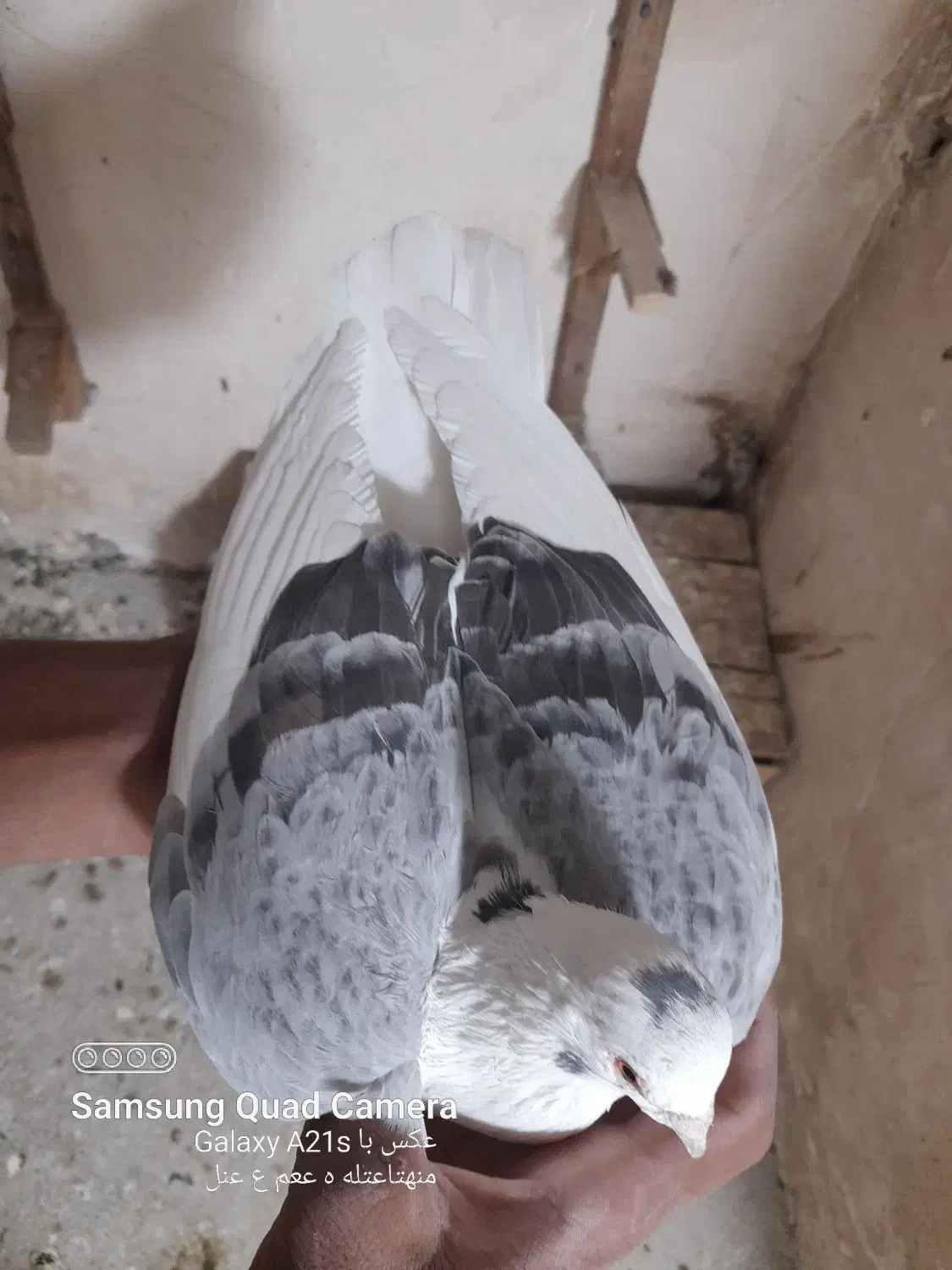 کبوتر کفتر  ارزون|پرنده|فسا, |دیوار