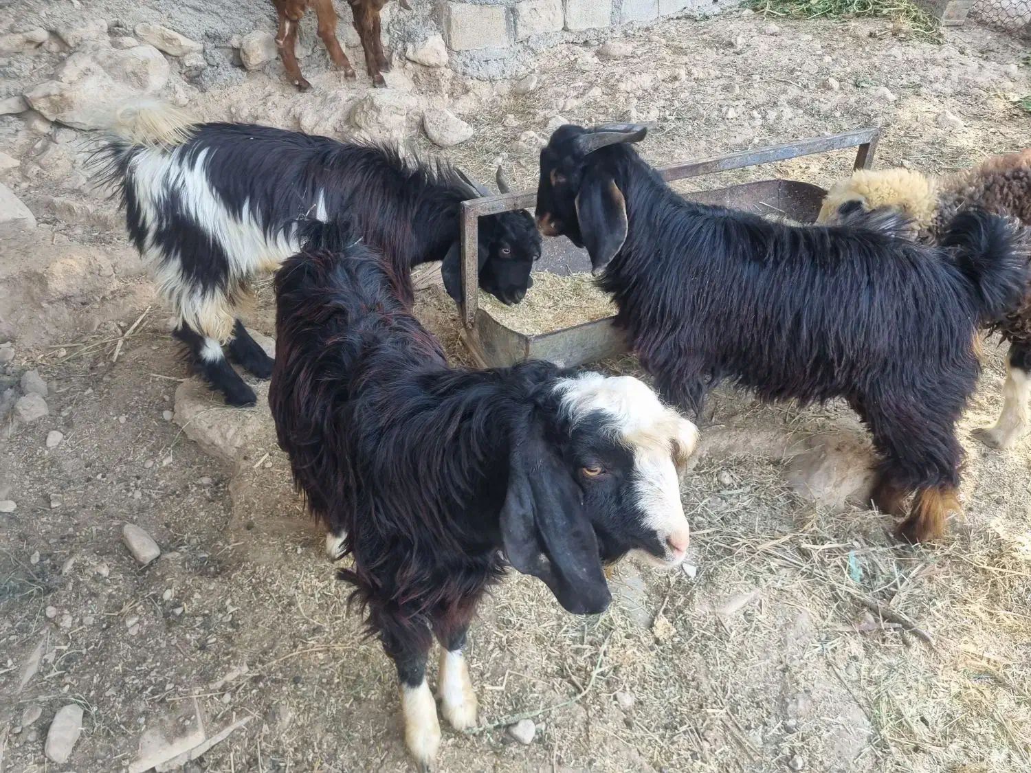 سه عدد کهره|حیوانات مزرعه|جم, |دیوار