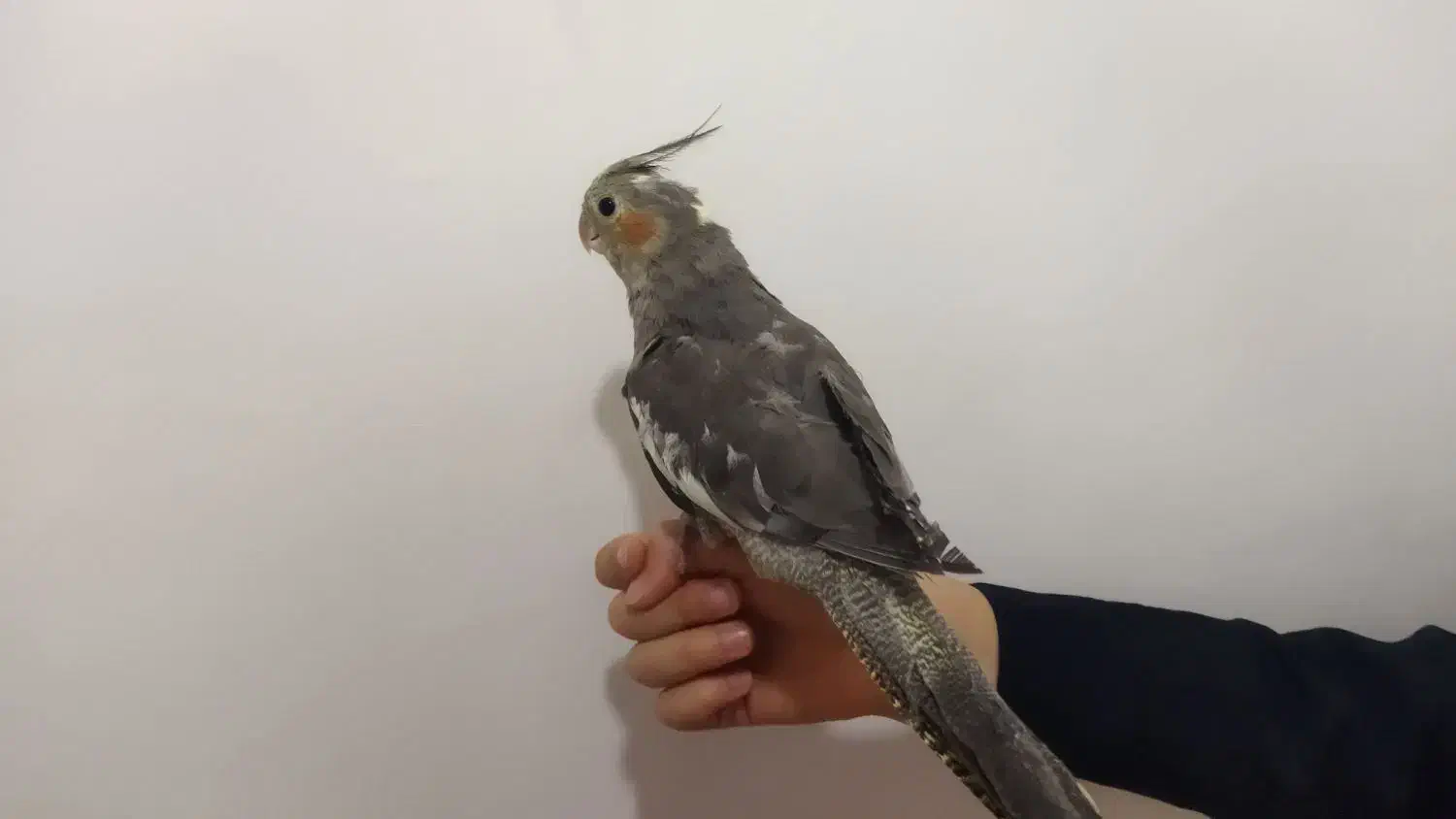 طوطی|پرنده|سردشت, |دیوار