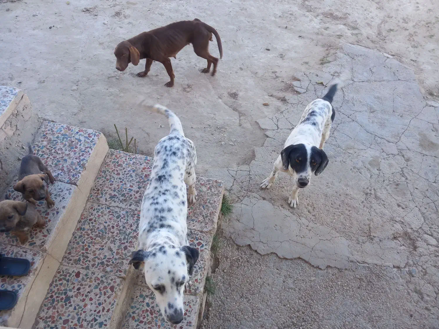 سگ دنبلانی|سگ|گلی داغ, |دیوار