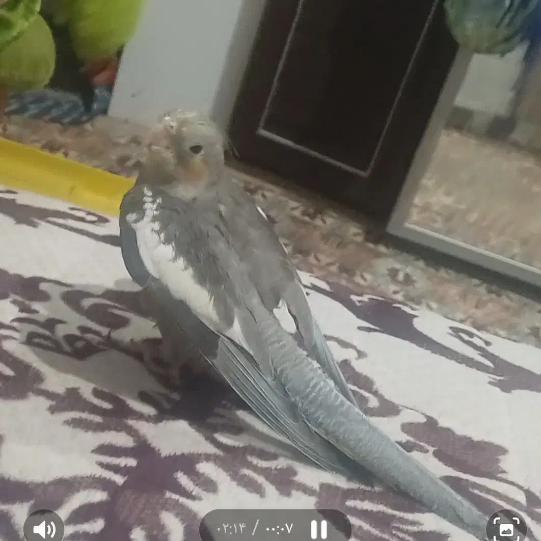 یه عروس هلندی گمشده|حیوانات|کیش, |دیوار