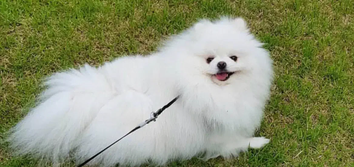 سگ پامر پامرانین نر خرسی عروسکی جیبی کشش|سگ|اصفهان, خانه اصفهان|دیوار