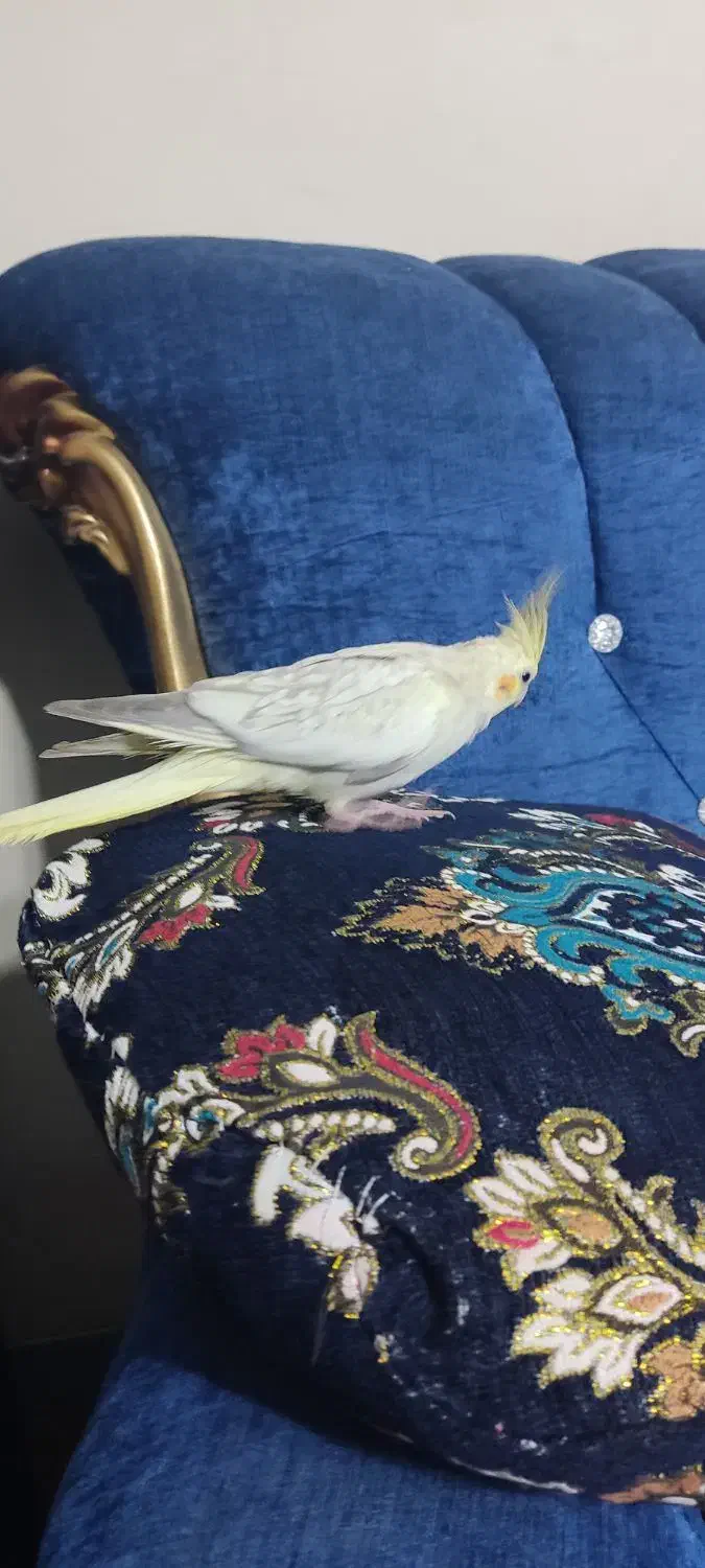 عروس هلندی ماده تخم گزار|پرنده|زیباشهر, |دیوار