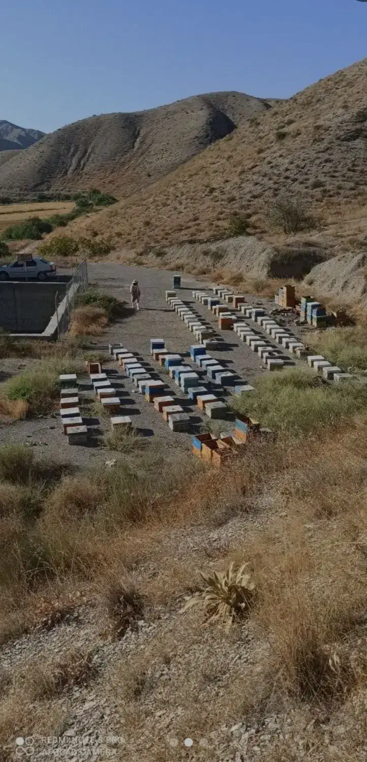 عسل آویشن خار شتر شیره انگور|خوردنی و آشامیدنی|ساری, |دیوار