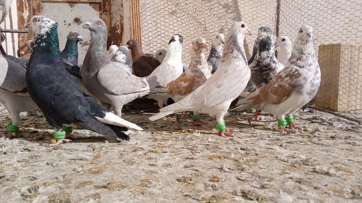 کفترپرشی|پرنده|نیشابور, مبارکه|دیوار