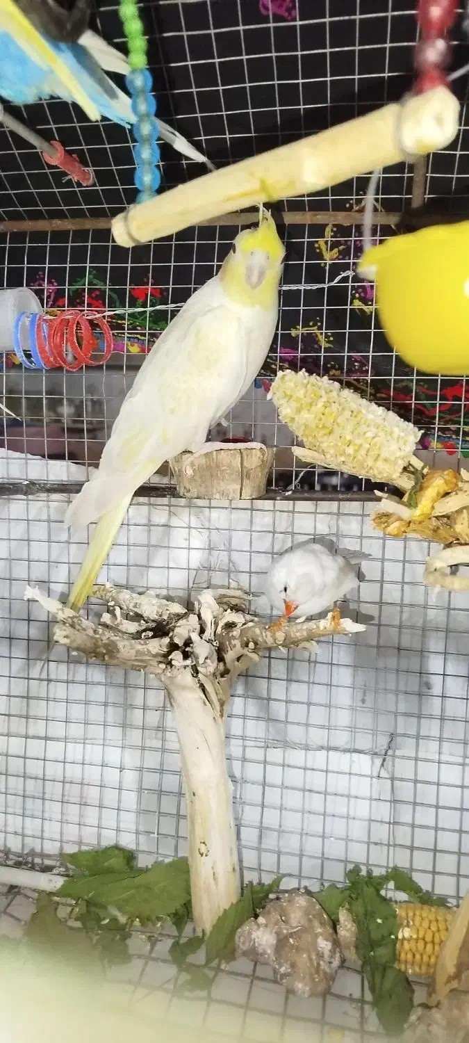 عروس هلندی لوتینو چشم شرابی|پرنده|ایرانشهر, |دیوار