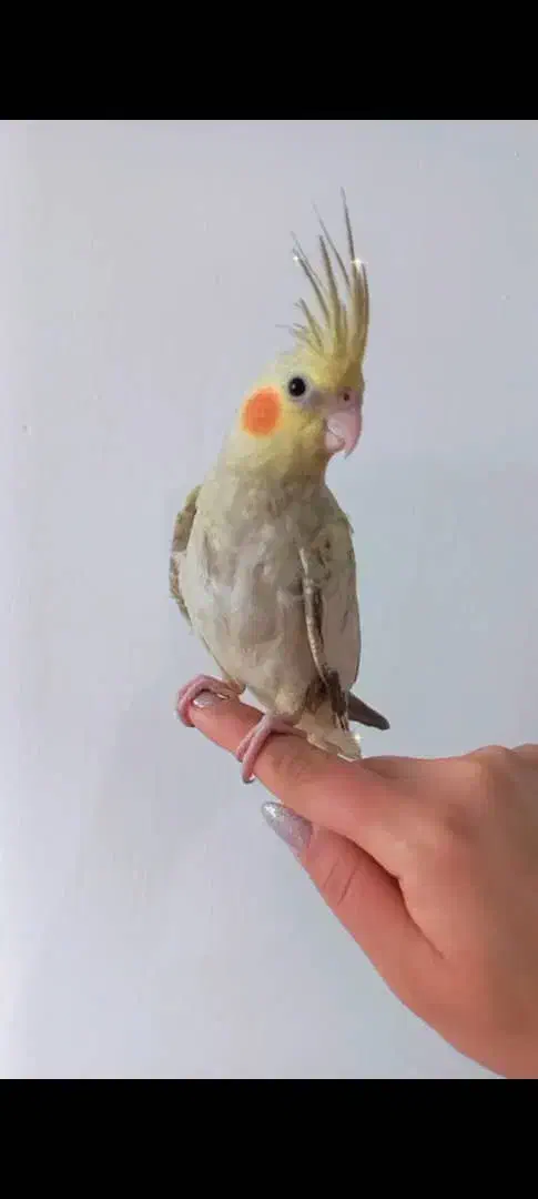 عروس هلندی|پرنده|رشت, کوی جام جم|دیوار