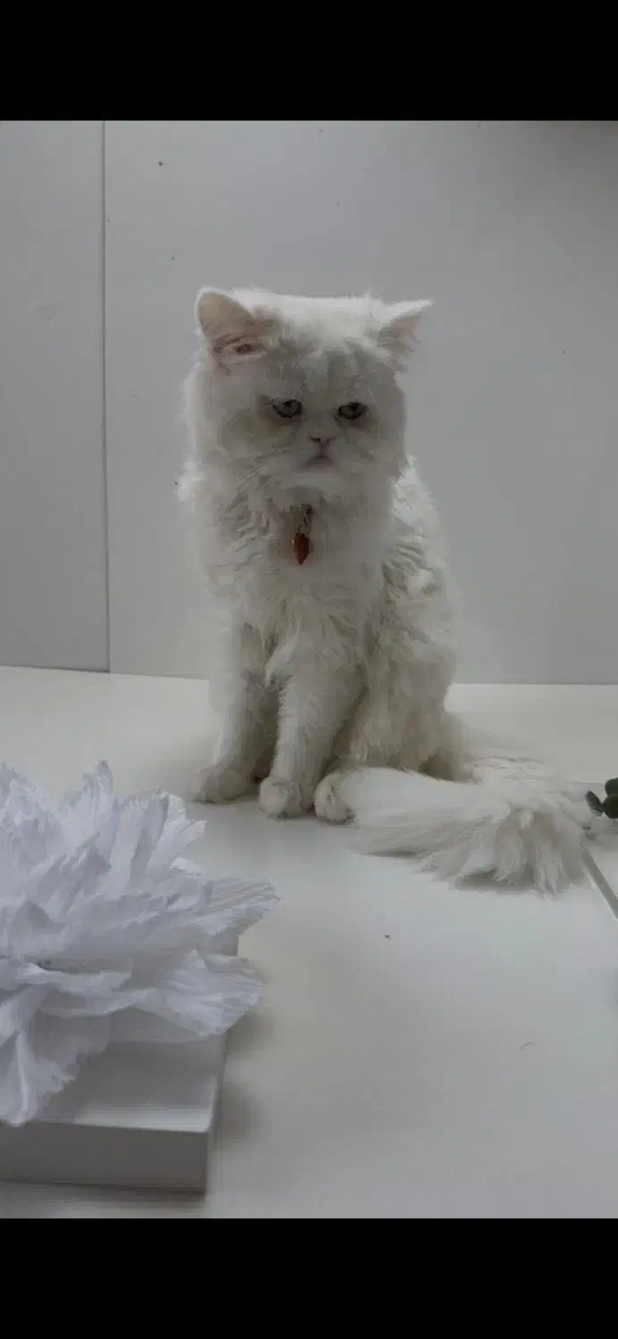 گربه پرشین نر ۱ساله با شناسنامه و واکسن|گربه|خمیر, |دیوار