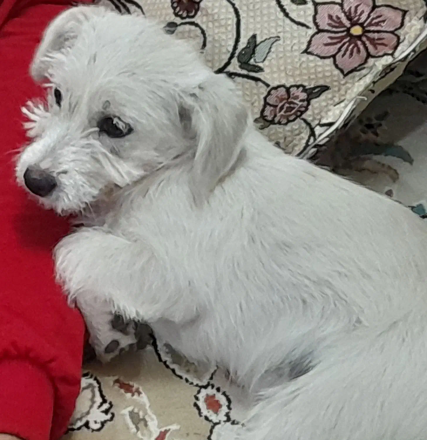 سگ پا کوتاه|سگ|کاشمر, |دیوار