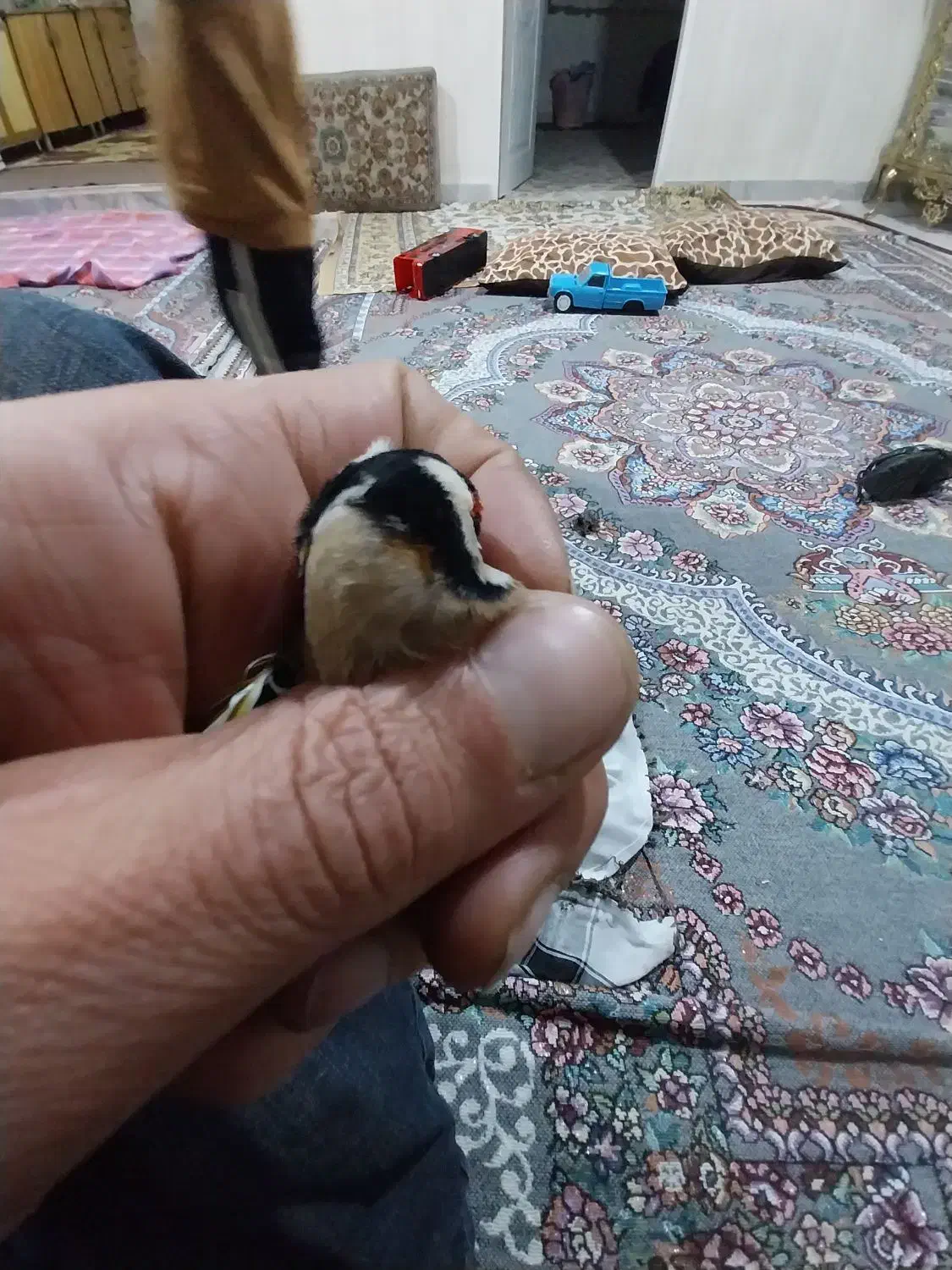 سره|پرنده|هشتگرد, سیف آباد|دیوار