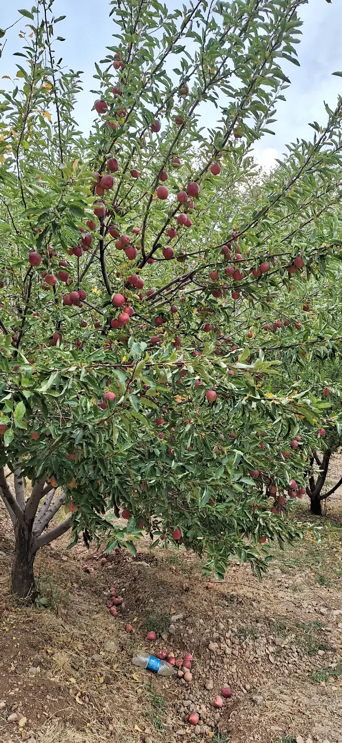 فروش زمینهای کشاورزی و باغ|فروش دفتر صنعتی، کشاورزی، تجاری|بروجرد, |دیوار