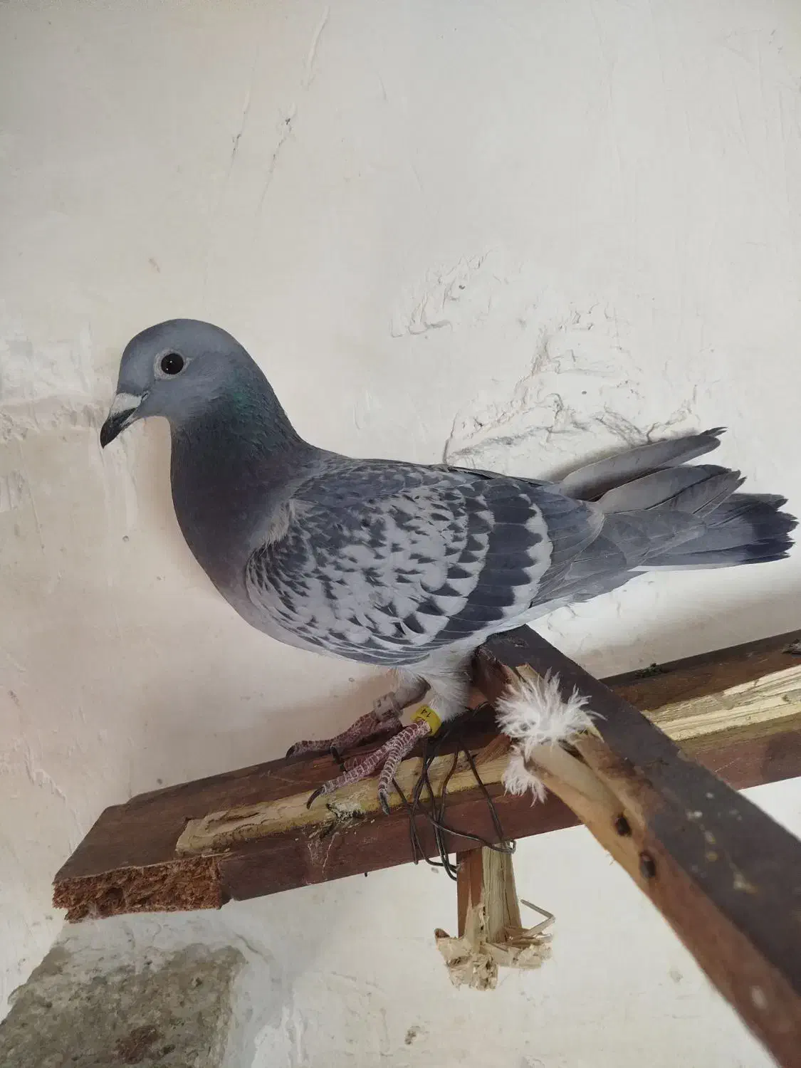 ماد پلاکی|حیوانات|بروجرد, |دیوار