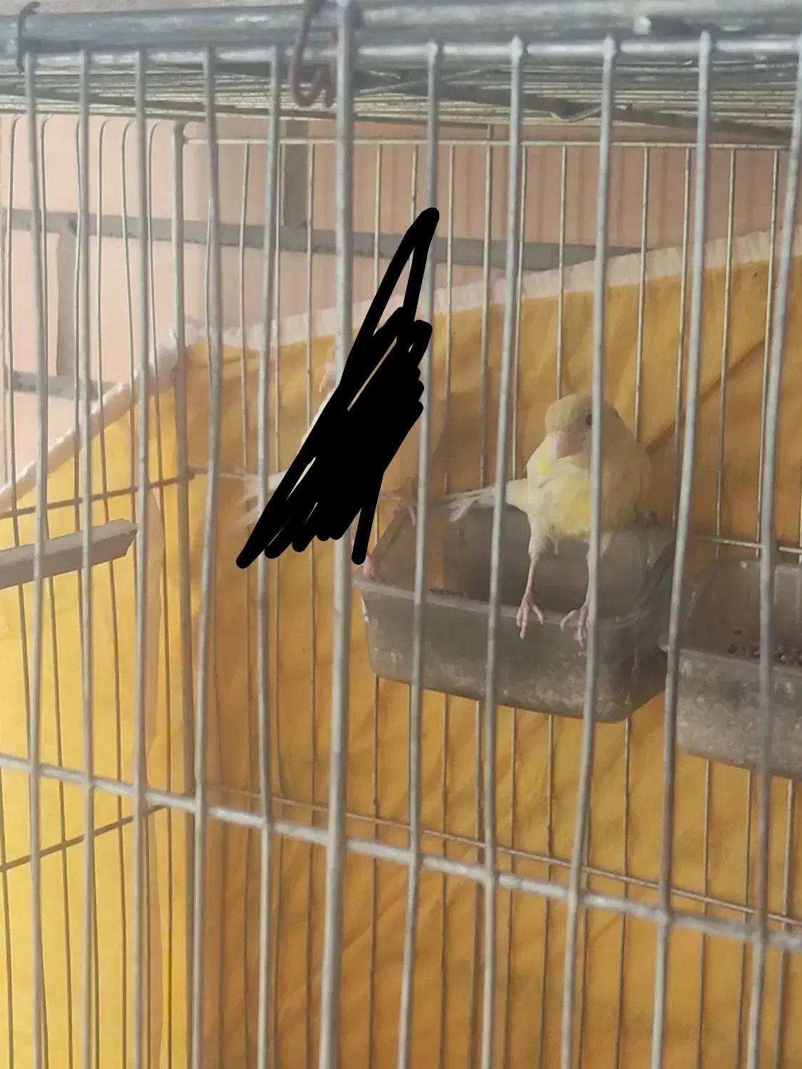 قناری ماده|پرنده|بروجن, |دیوار