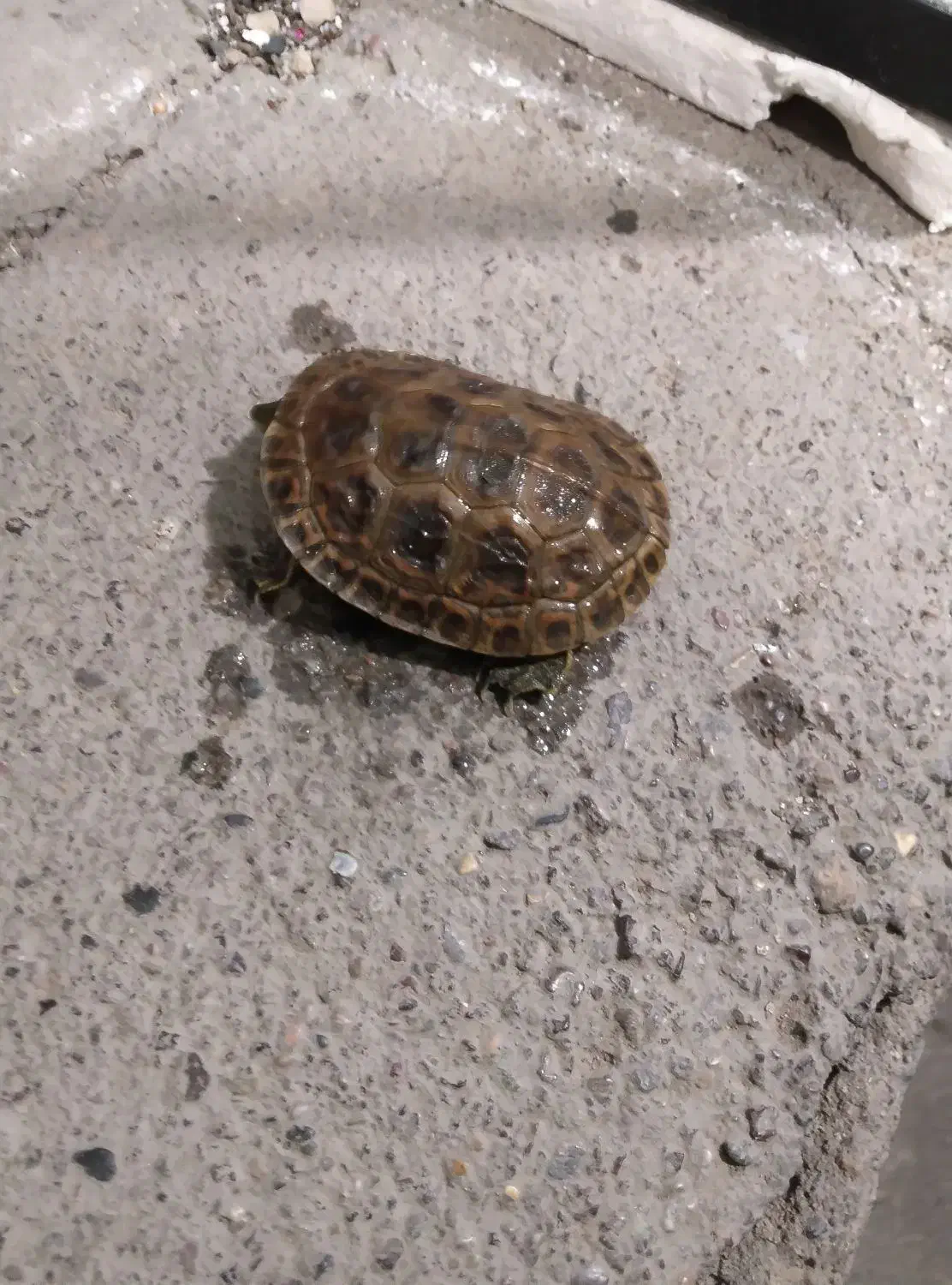 فروشی|خزنده|مشهد, فاطمیه|دیوار