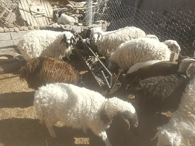 بره نر چاق|حیوانات مزرعه|سده (خراسان جنوبی), |دیوار