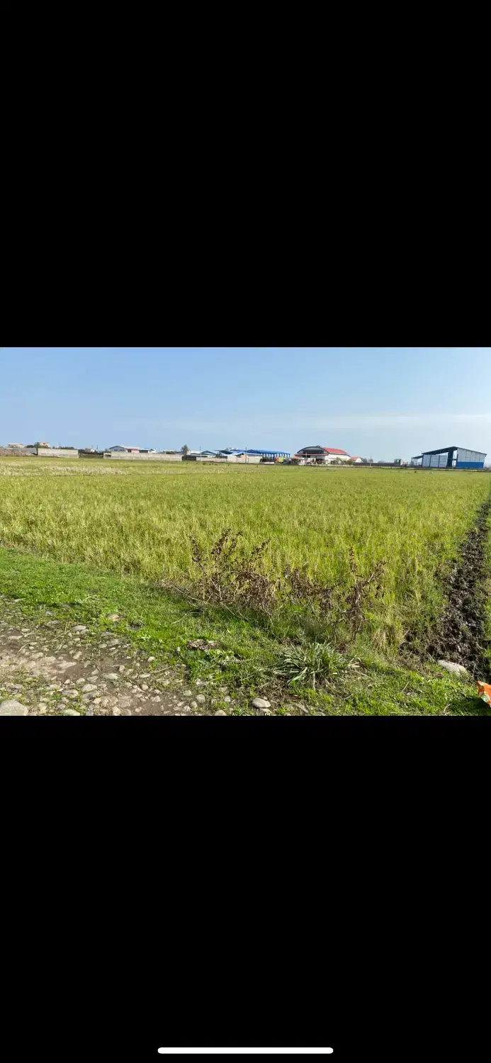 فروش شالیزار|فروش زمین و ملک کلنگی|آستارا, |دیوار