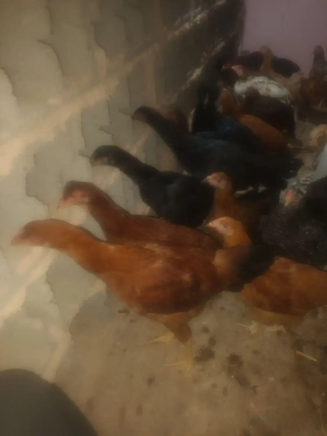 بوقلمون  مرغ وخروس  غاز|حیوانات مزرعه|قزوین, |دیوار