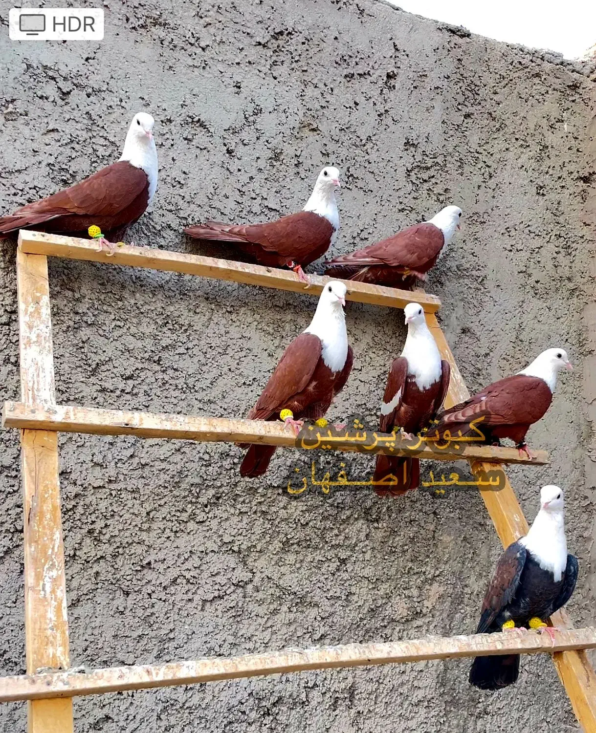 کله سفید مخمل کربلایی کلاغ کربلایی طوقی دمسفید|پرنده|فلاورجان, |دیوار