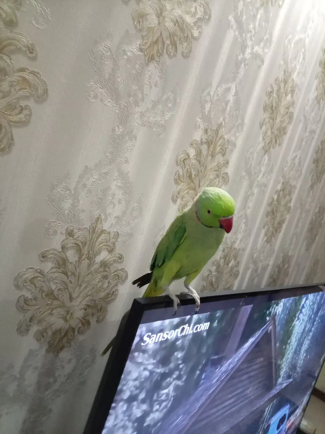 طوطی ملنگو نر سخنگو|پرنده|مشهد, ایثار|دیوار