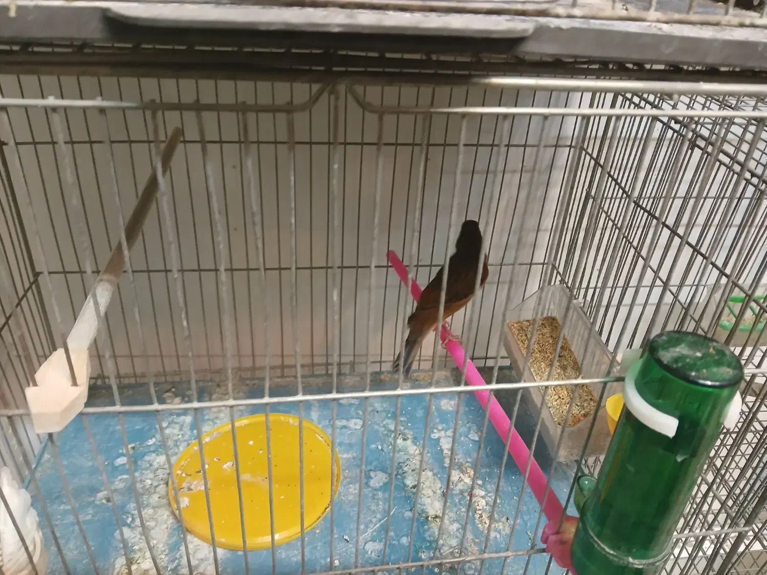 تعدادقنار نر سوختی|پرنده|ابریشم, |دیوار