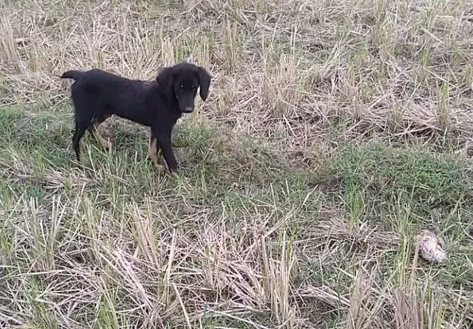 توله سیتر ۳ ماهه|سگ|حویق, |دیوار