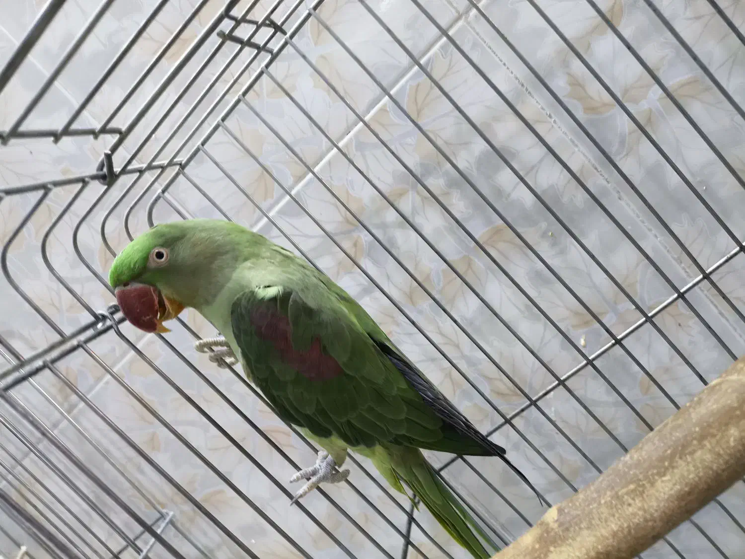 شاه طوطی ماده|پرنده|قم, بنیاد|دیوار