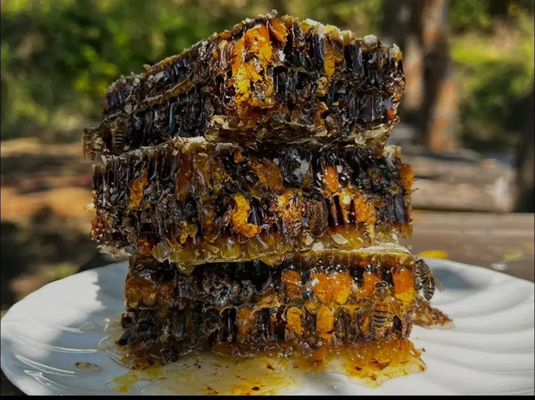 عسل گرده دار وحشی. جنگلی وکوهستانی ..قله بابک|خوردنی و آشامیدنی|تبریز, |دیوار