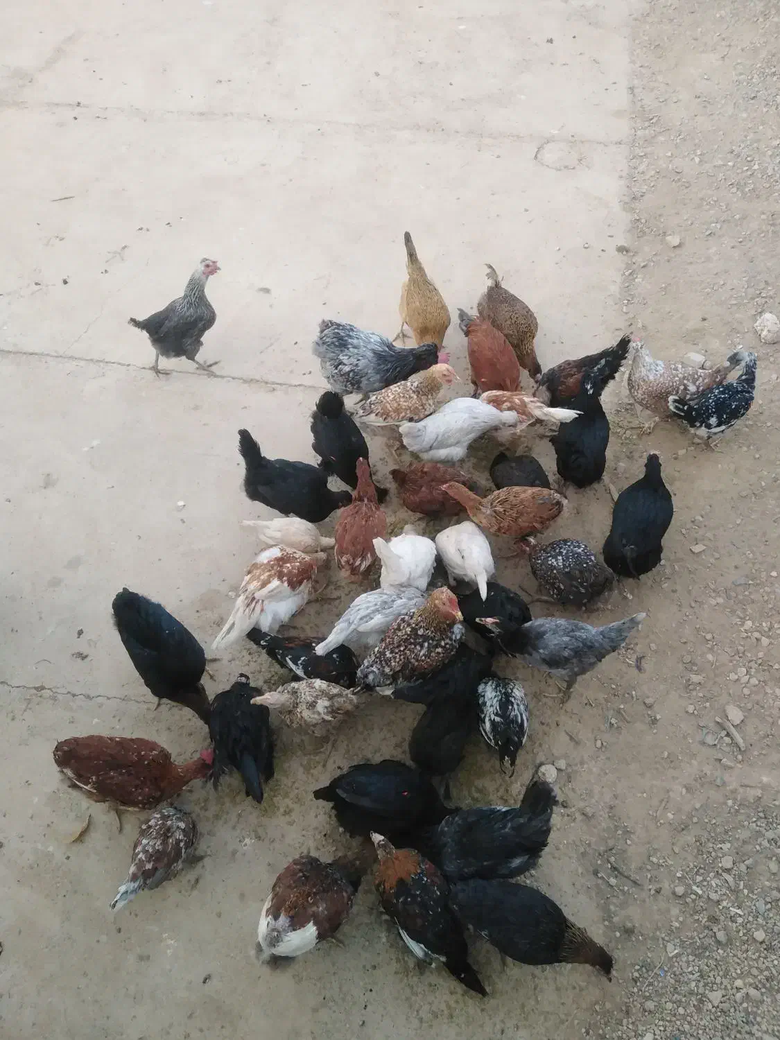 فروش 50 عدد مرغ و خروس و باری محلی|حیوانات مزرعه|کامفیروز, |دیوار