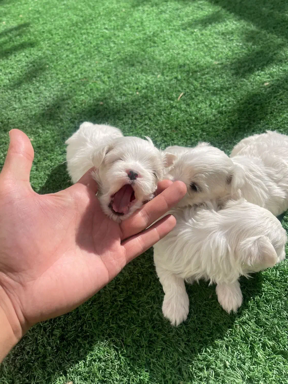 مالتیز اصیل با ضمانت|سگ|محمدشهر, محمدشهر|دیوار