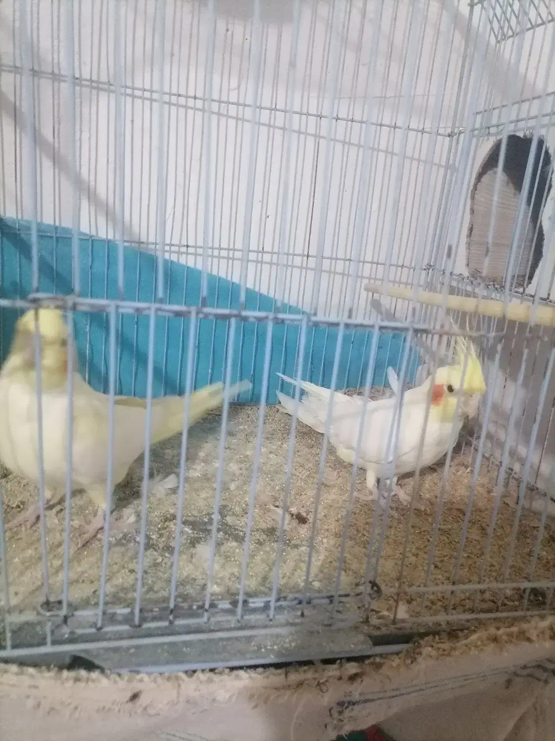 جفت عروس هلندی|پرنده|قهستان, |دیوار