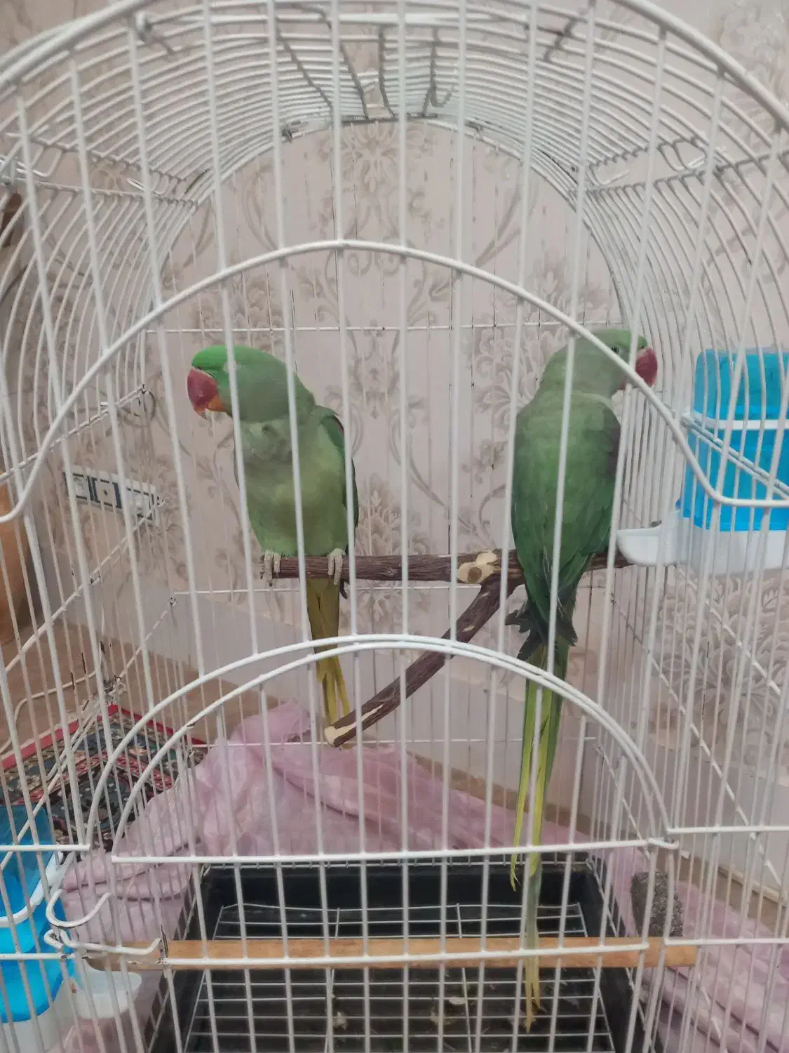 دوعدد طوطی اسکندر(شاه طوطی)|پرنده|خوی, |دیوار