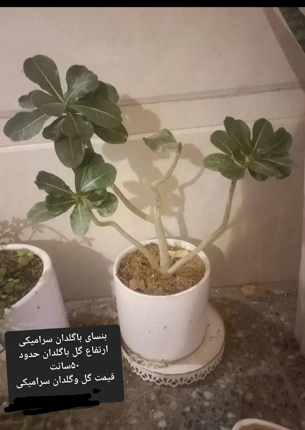 گل طبیعی وگلدان سانسوریا/ بنسای|حراج|قم, اسمعیل آباد|دیوار