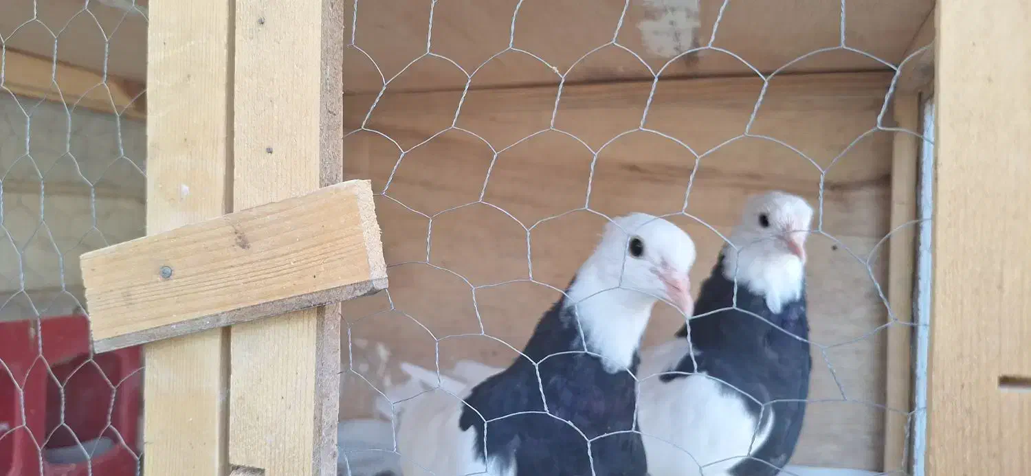 کبوتر کله سفید جوجه طوقی سیاه واکسی جوجه|پرنده|شاهینشهر, فرودگاه هسا|دیوار