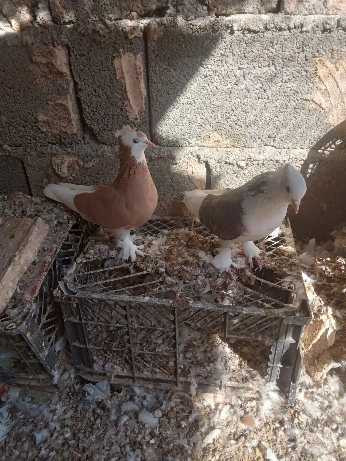 کبوتر  گره درجایی|پرنده|میناب, |دیوار