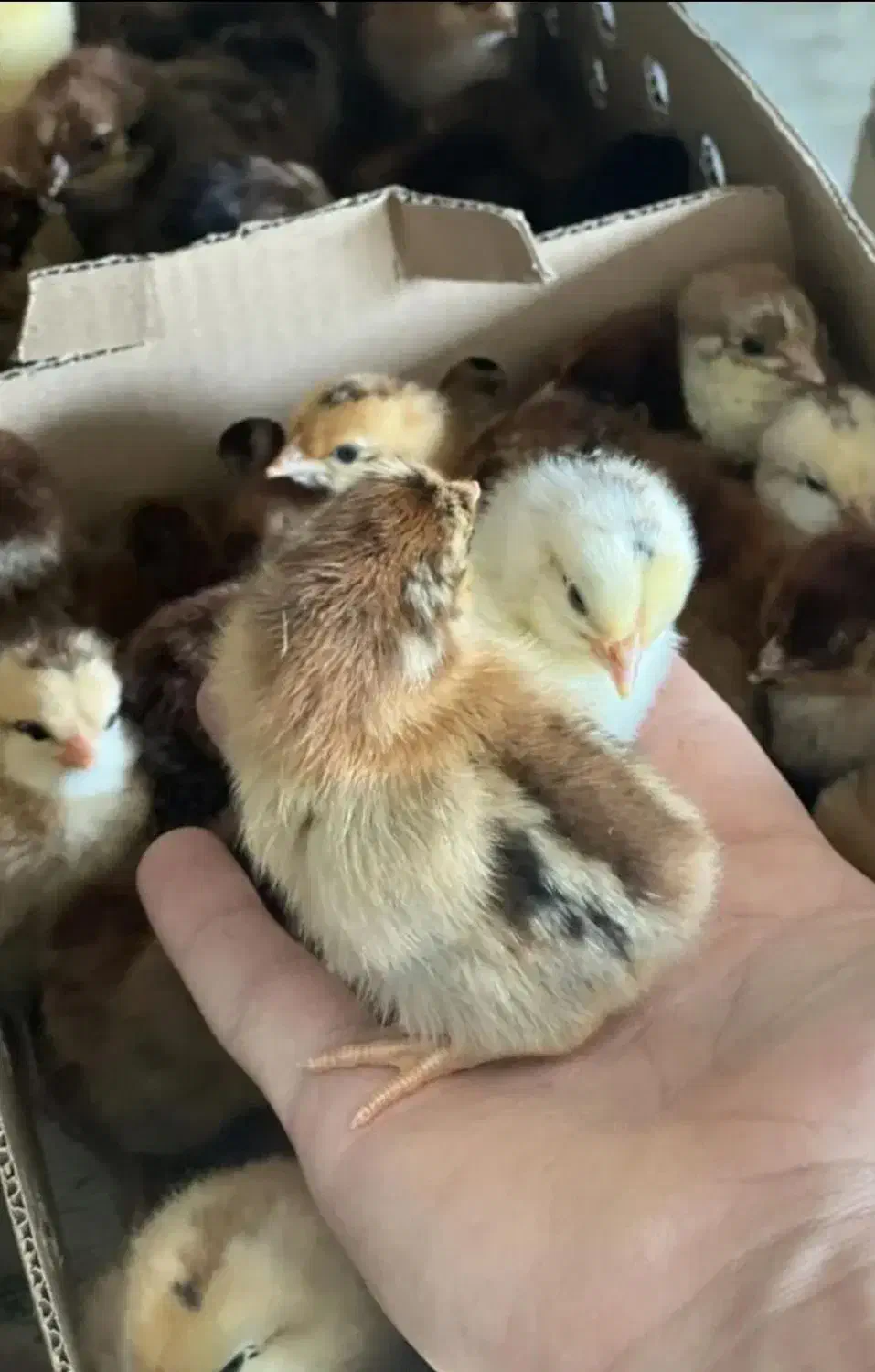 جوجه بوقلمون اردک غاز جوجه گوشتی راس رنگی محلی|حیوانات مزرعه|تهران, طیب|دیوار