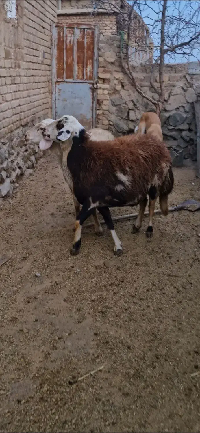 دوراس میش پلنگی|حیوانات مزرعه|بروجرد, |دیوار