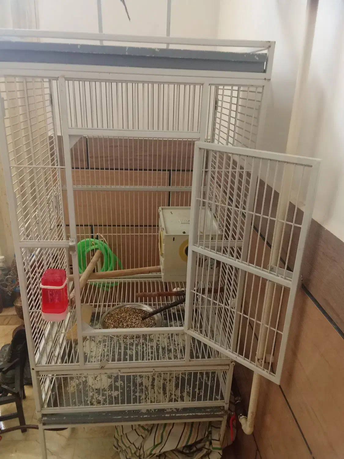 طوطی عروس|پرنده|الوند, |دیوار