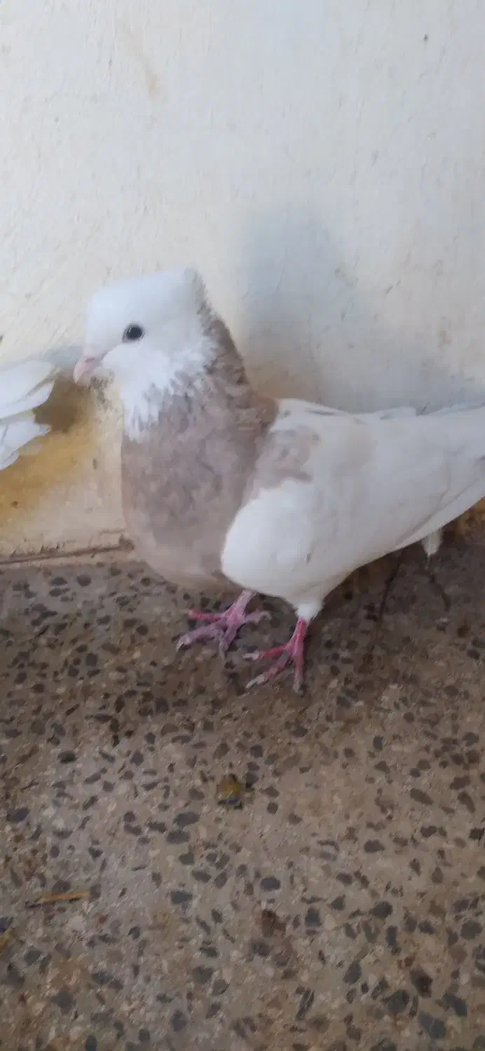 کبوتر|پرنده|بیستون, |دیوار