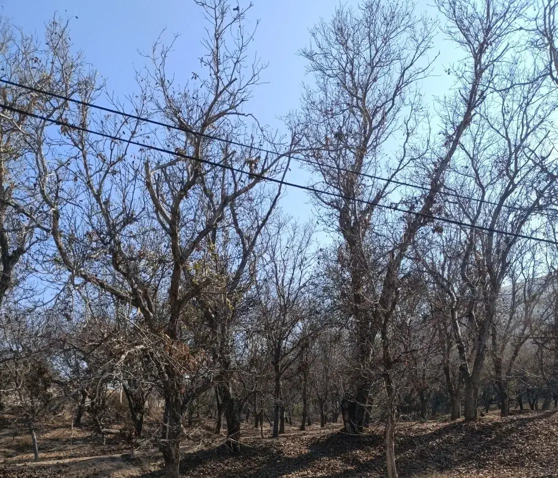 صفا باغ|فروش دفتر صنعتی، کشاورزی، تجاری|مراغه, |دیوار