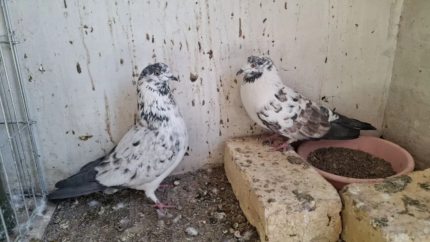 کفتر|پرنده|آران و بیدگل, |دیوار